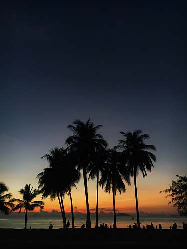 palm tree silhouette photo of coconut trees during golden hour flora